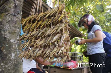 belalang goreng