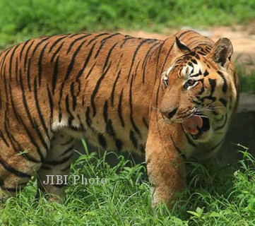 harimau vietnam