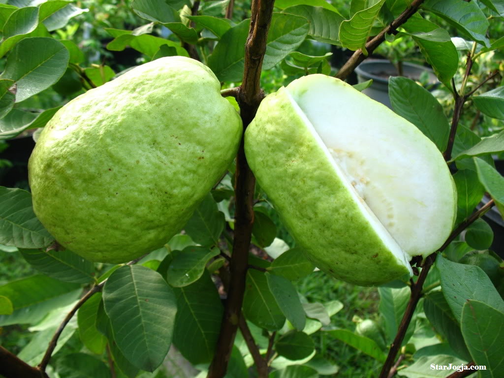 daun jambu biji