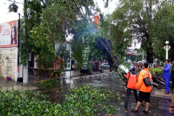 pohon tumbang di sleman