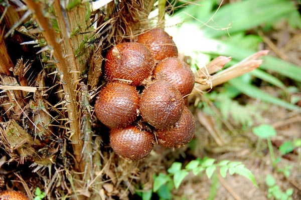 Salak Pondoh jadi komoditas