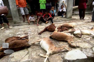 kambing mati misterius