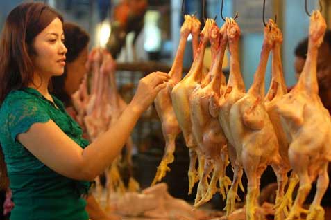 Gama Ayam