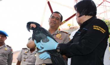 spesies burung di Indonesia