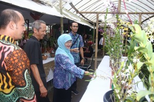 Festival Anggrek Vanda Tricolor di Taman Anggrek Titi Orchid, Pakem