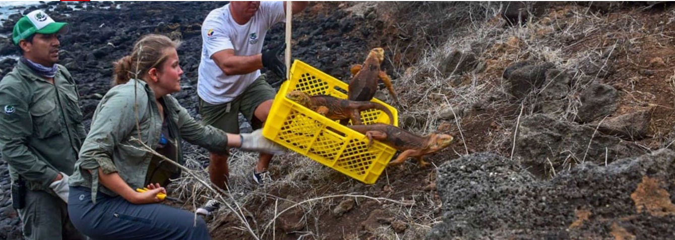 iguana galapagos