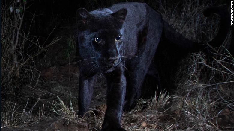 Black Panther