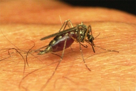 eliminasi malaria