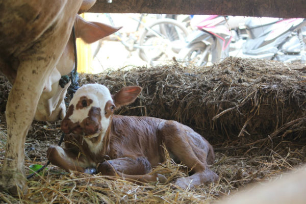 kotoran sapi