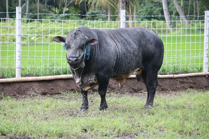 Sapi Macho