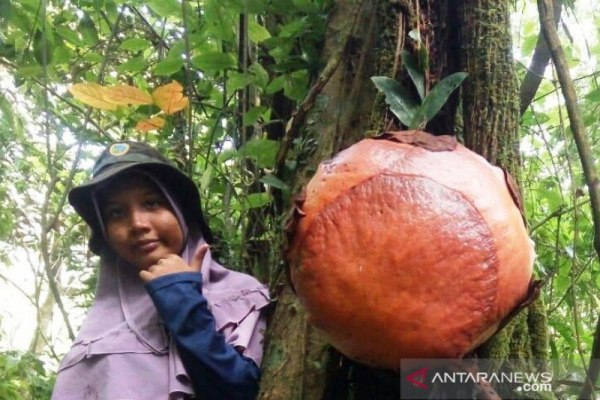 bunga bangkai mekar