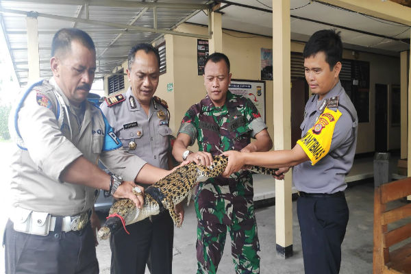 buaya kondisi terikat