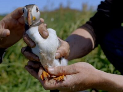 animasi Puffins Johnny Depp