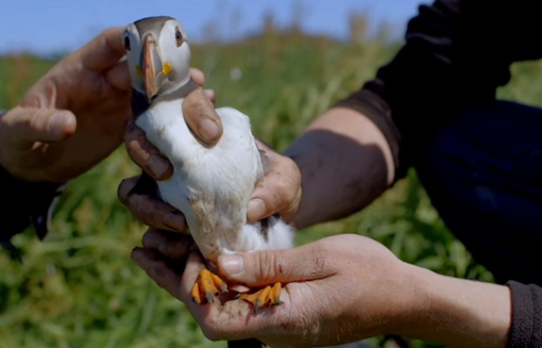 animasi Puffins Johnny Depp