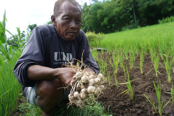 bawang putih lokal gunung kidul