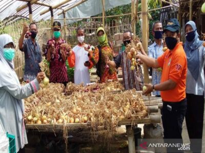 bawang bombai kulonprogo