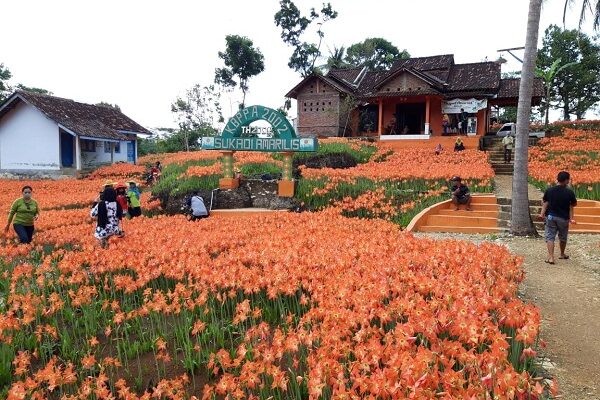 Kebun Bunga Amarilis