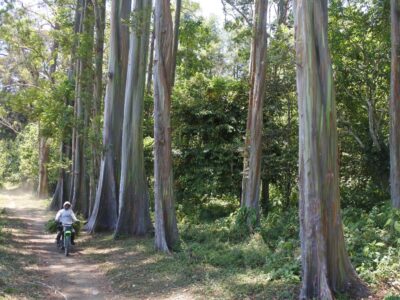 pohon pelangi Indonesia