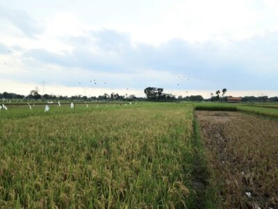 olah sawah