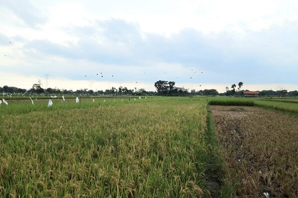 olah sawah