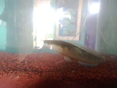 Ikan Channa
