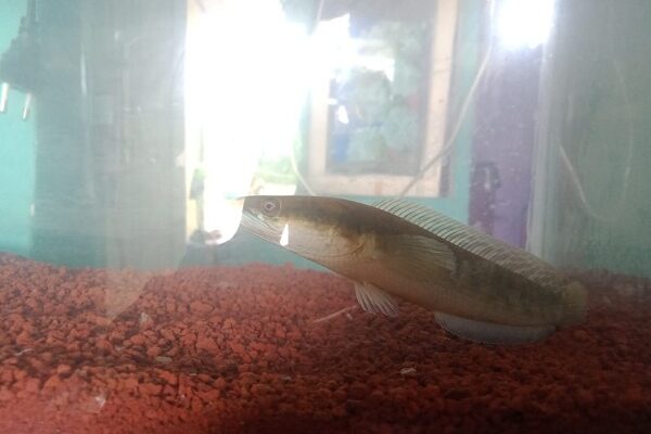 Ikan Channa