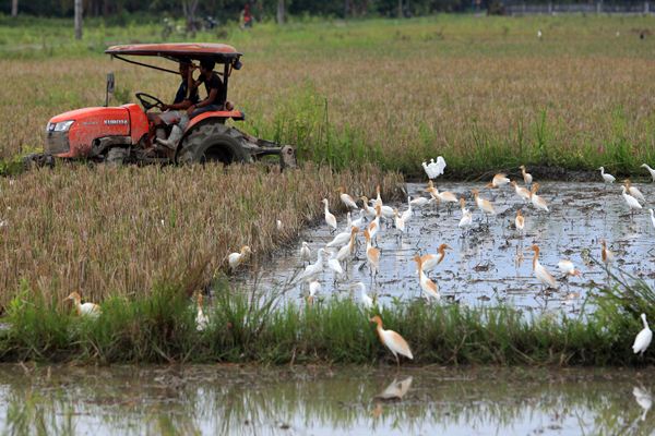 pengusir burung tenaga surya