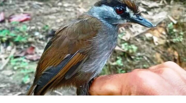 burung pelanduk