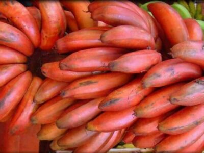 manfaat pisang merah