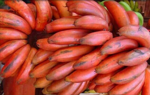 manfaat pisang merah