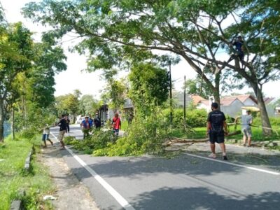 pohon tumbang bantul