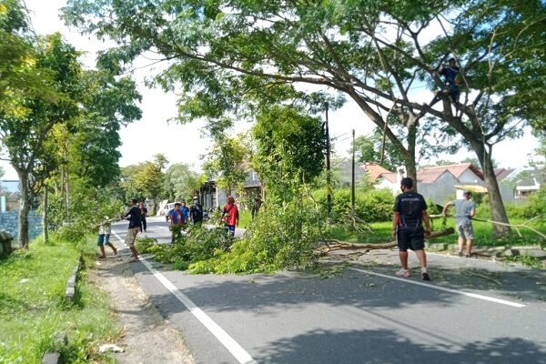 pohon tumbang bantul