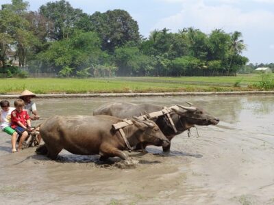 desa wisata bantul