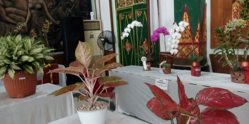 Anggrek dan Aglaonema