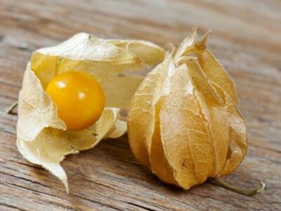 manfaat buah ciplukan