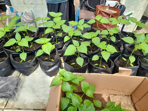 Mahasiswa UNY Temukan Kunci Daun Kopi Bisa Kendalikan Pembusukan Akar ...