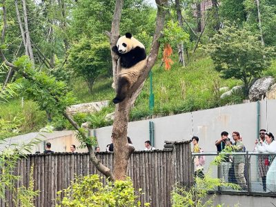 Panda Kembar Xiao Xiao dan Lei Lei