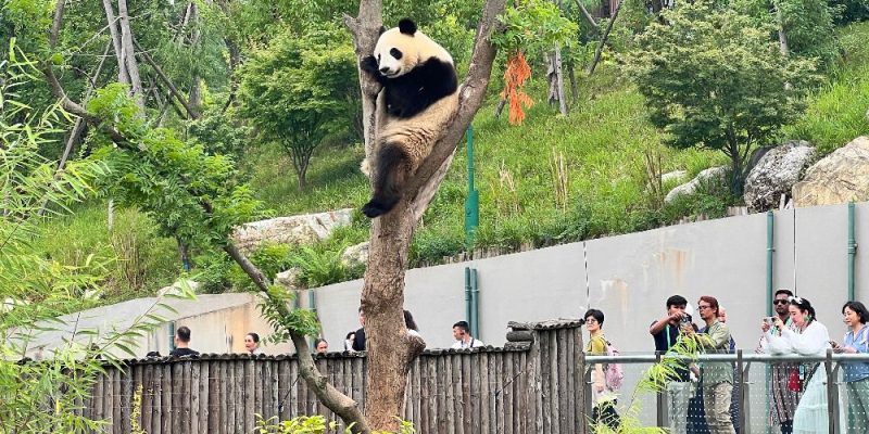 Panda Kembar Xiao Xiao dan Lei Lei
